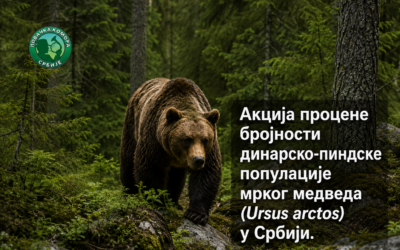 ПОЧЕЛА АКЦИЈА ПРОЦЕНЕ БРОЈНОСТИ МРКОГ МЕДВЕДА У СРБИЈИ